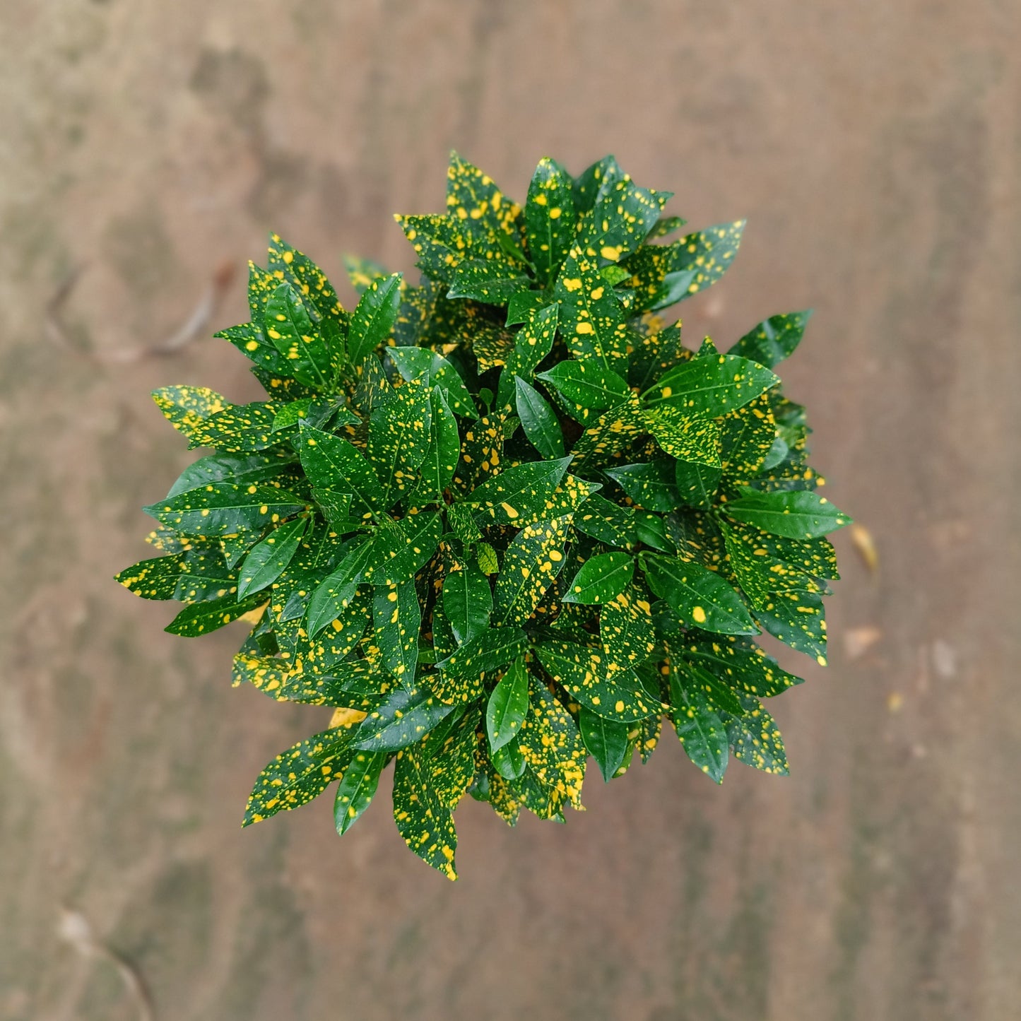 Croton baby