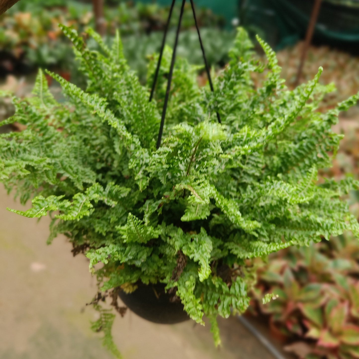 Boston fern + Hanging Basket