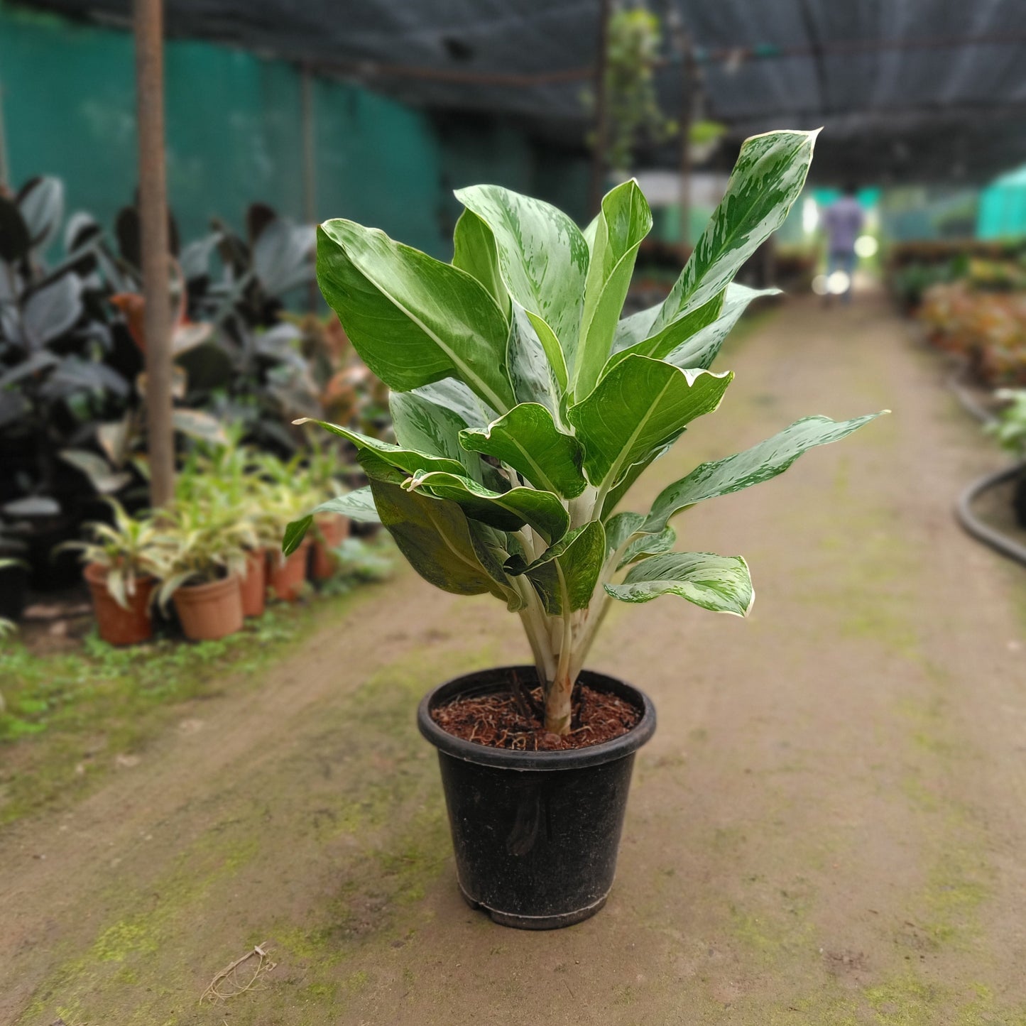 Aglaonema Chinese Evergreen