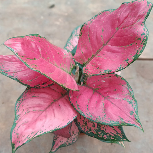 Aglaonema Beauty