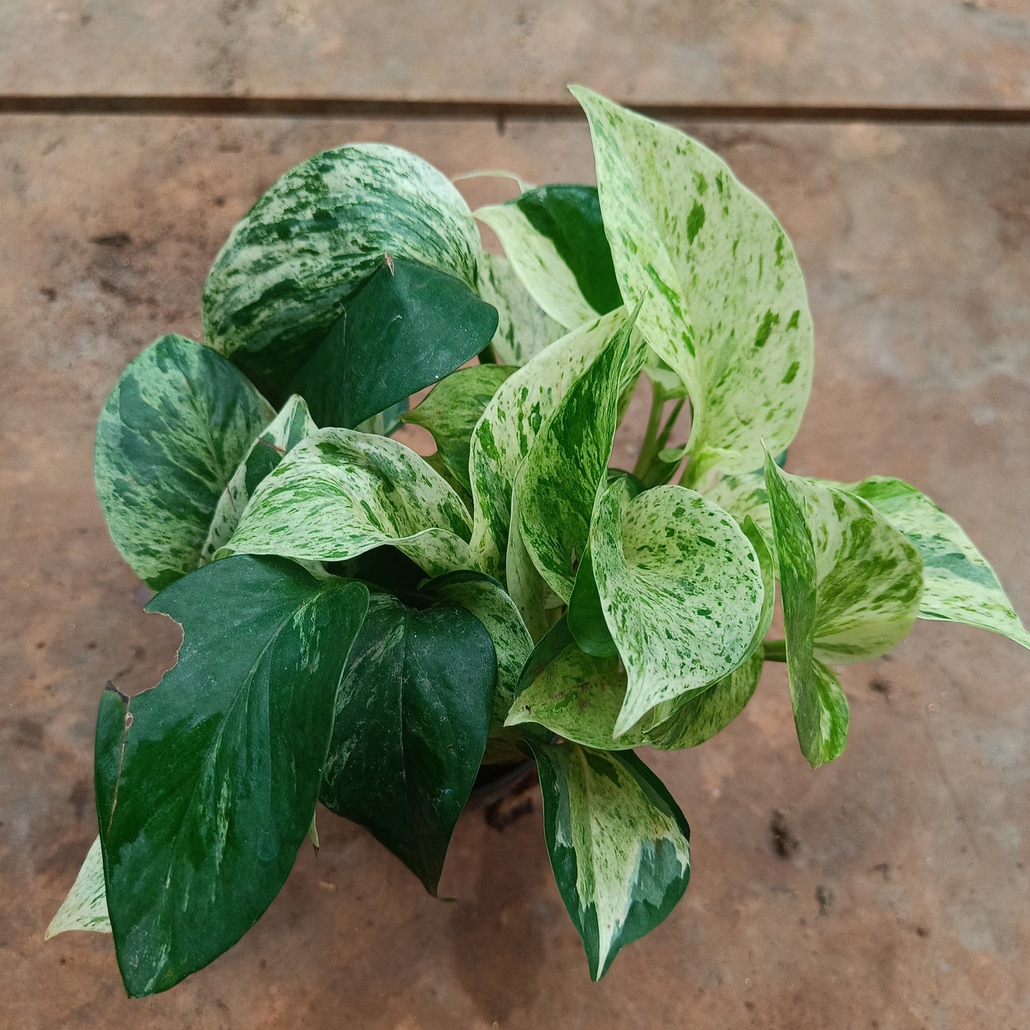 Marvel Money Plant