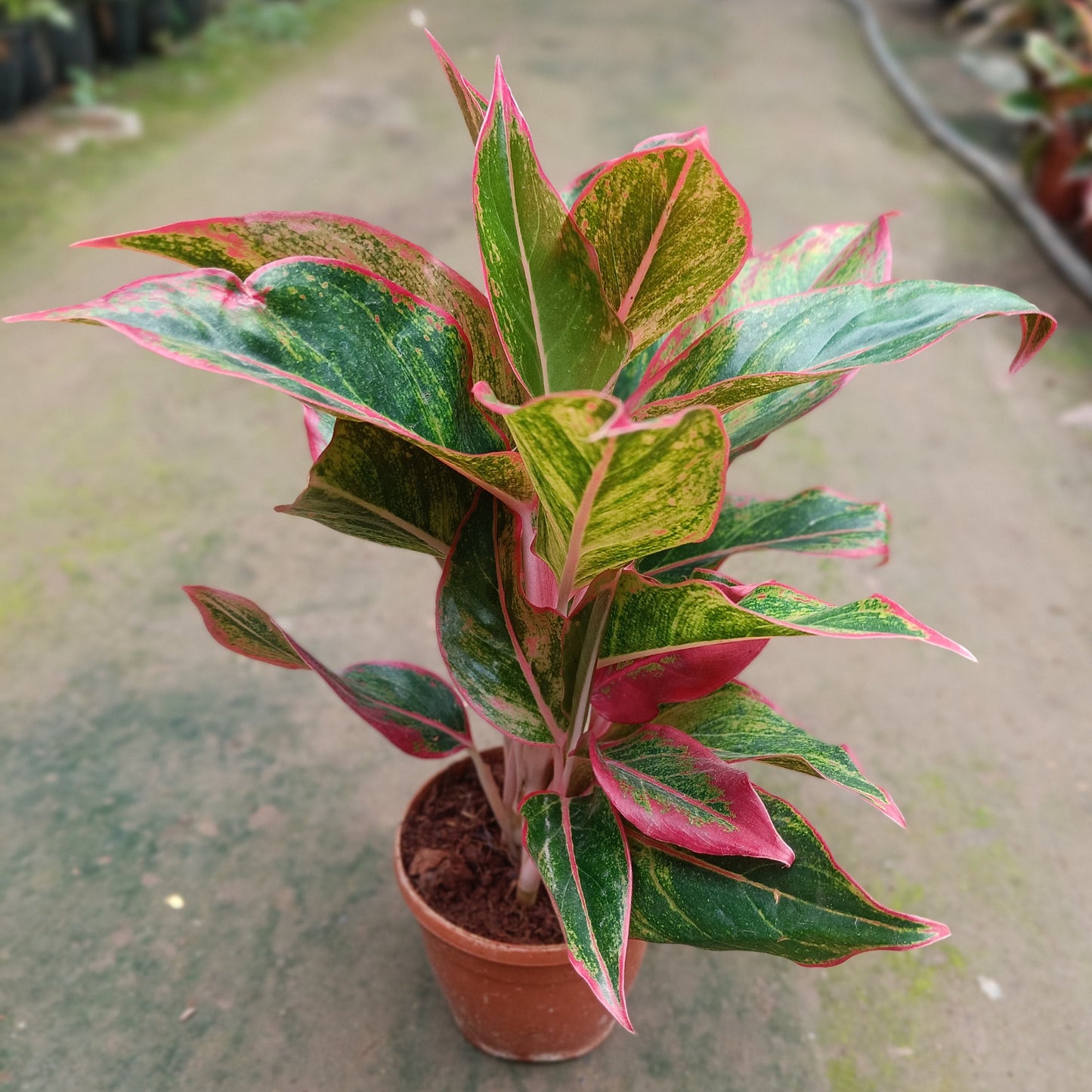 Aglaonema Lipstick