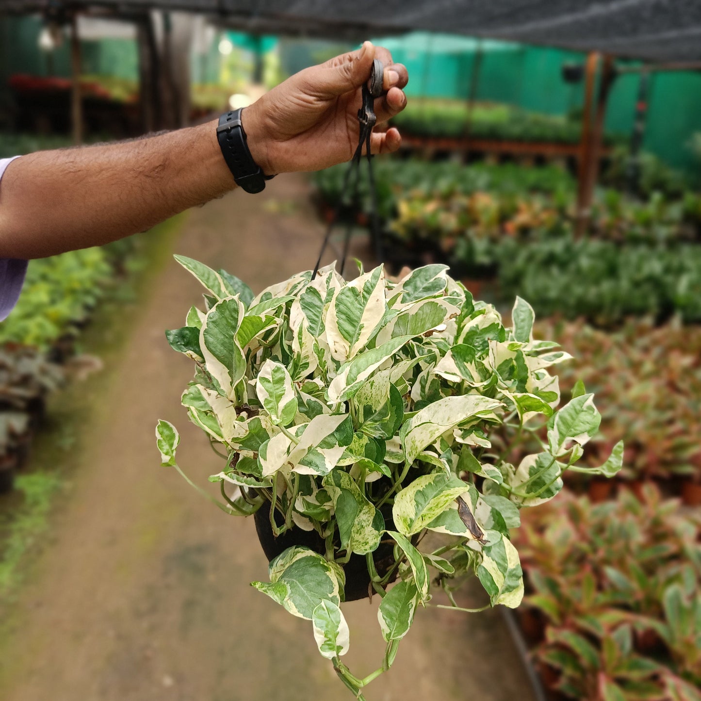 Money plant variegated + Hanging Basket