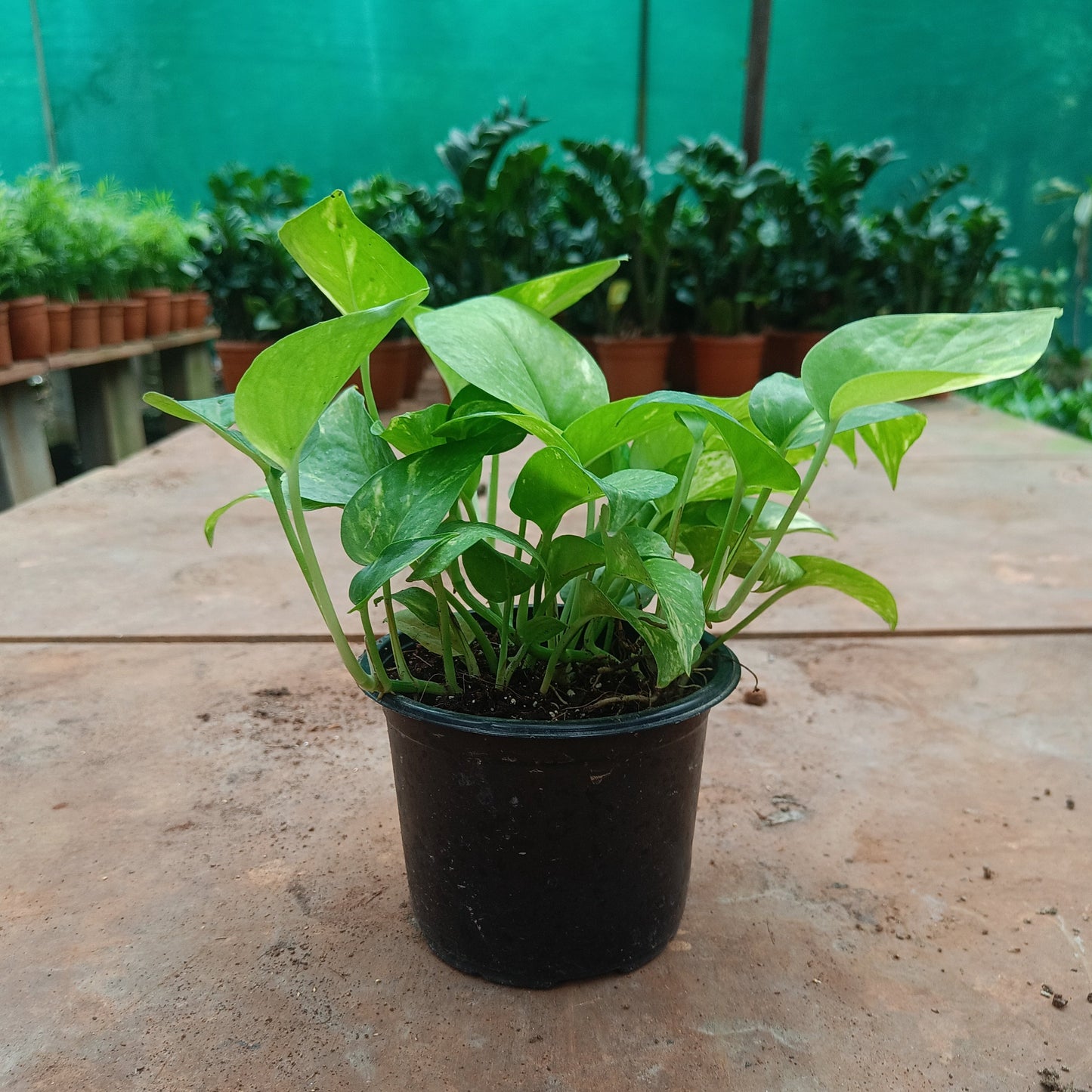 Green Money Plant