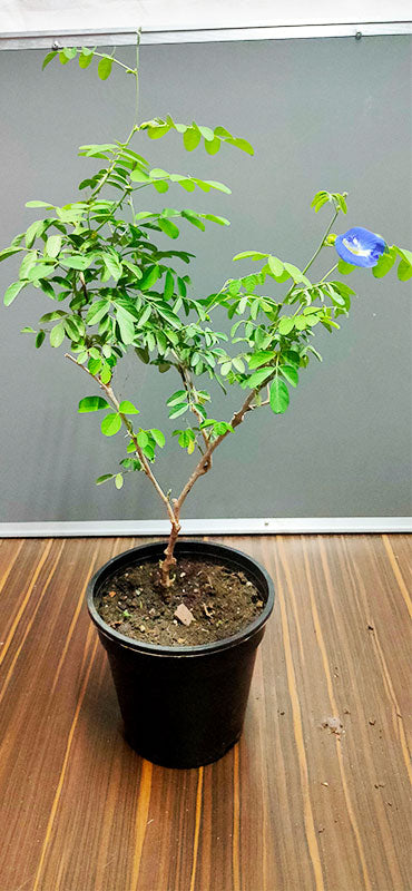 Aparajita plant
