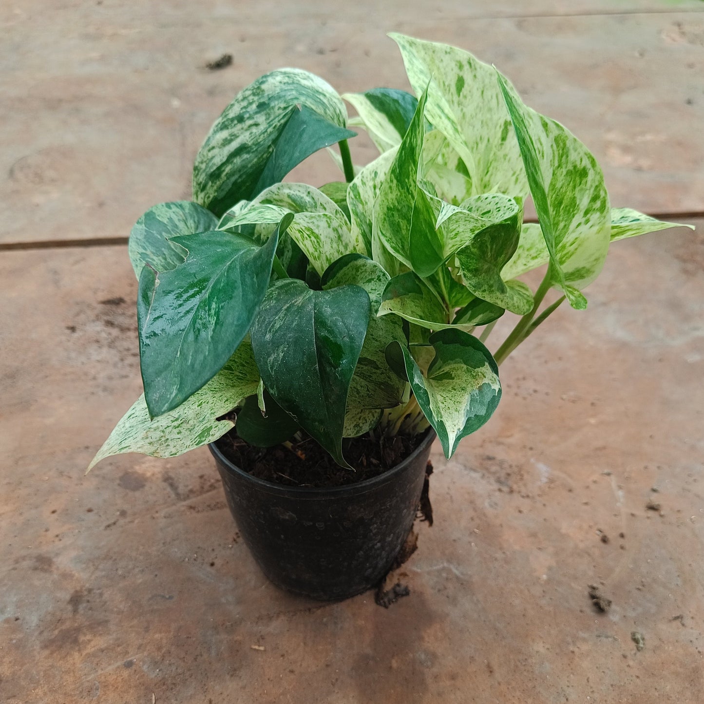 Marvel Money Plant