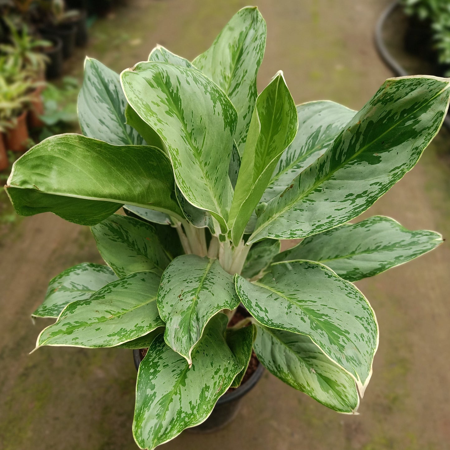 Aglaonema Chinese Evergreen