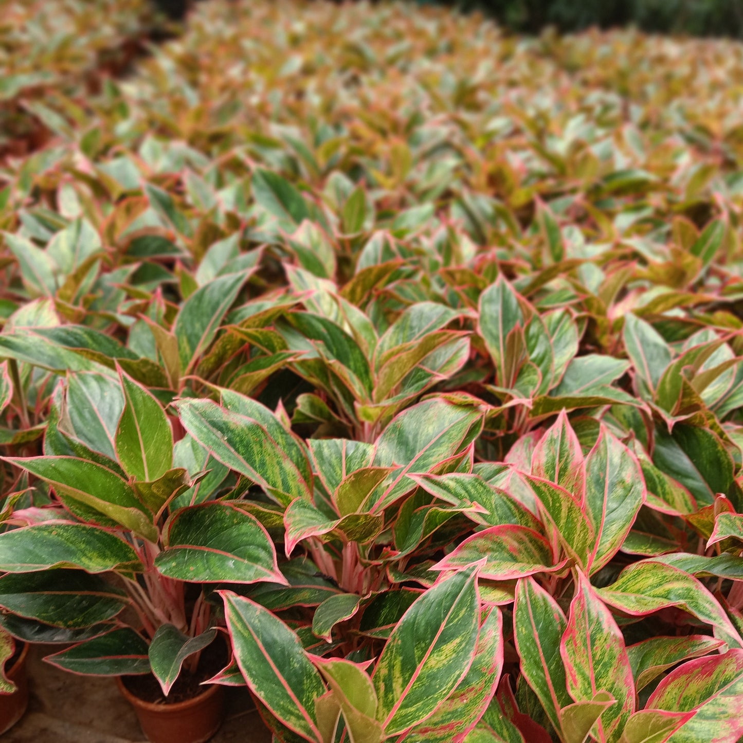 Aglaonema Lipstick