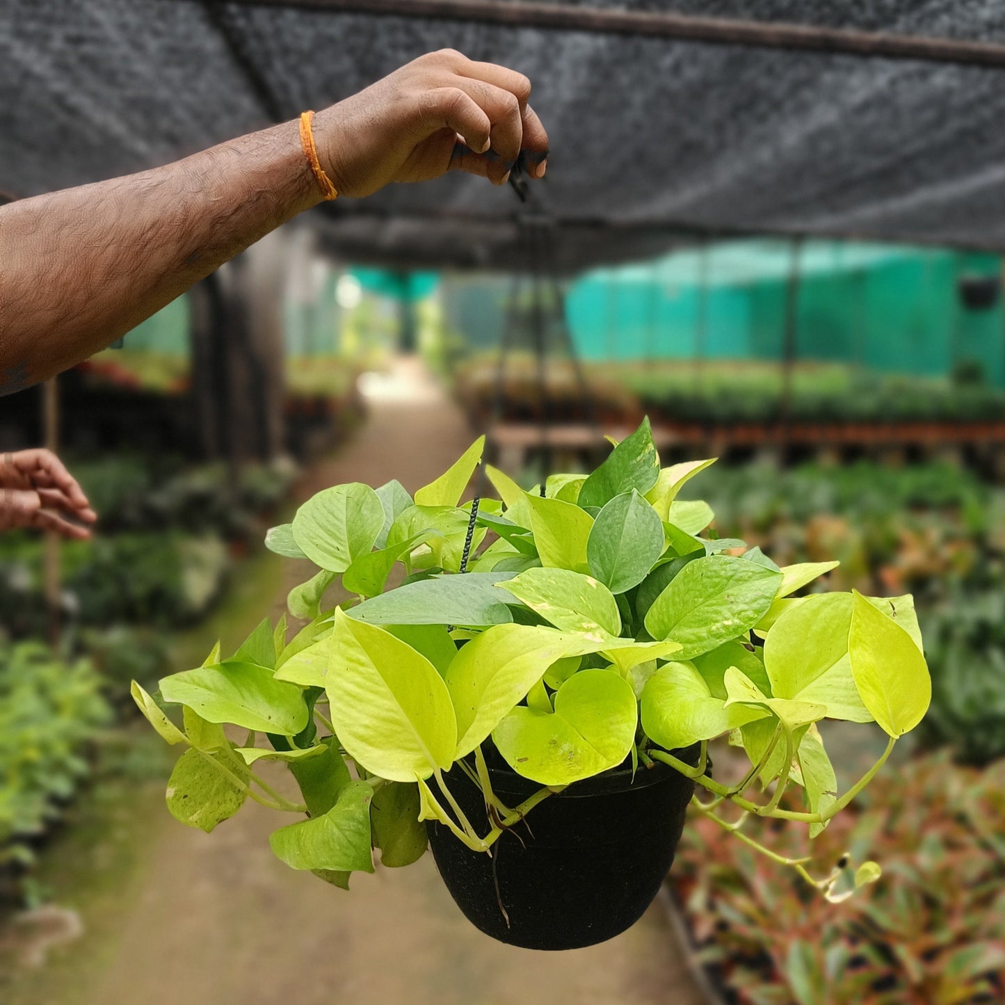 Money plant golden + Hanging Basket