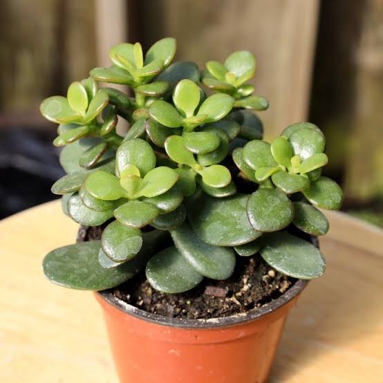 Jade Plant Hybrid