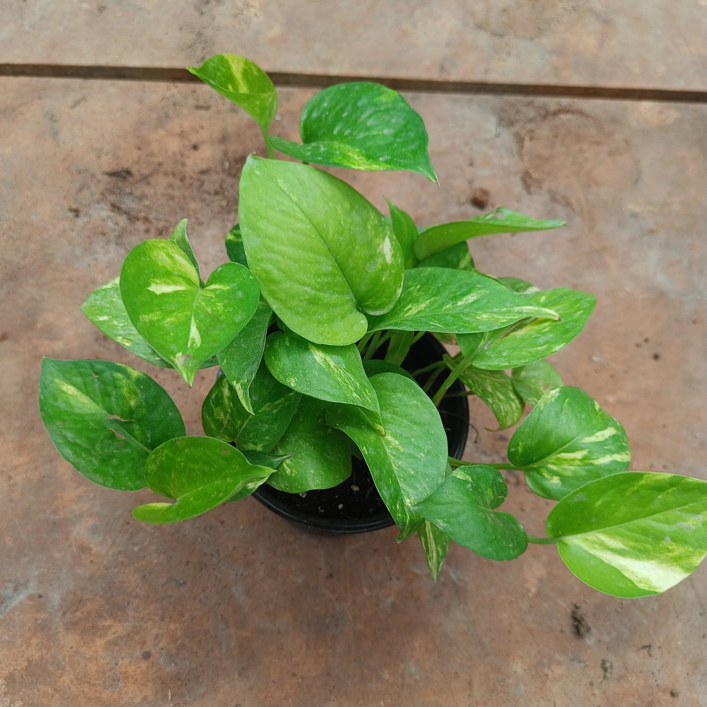 Green Money Plant