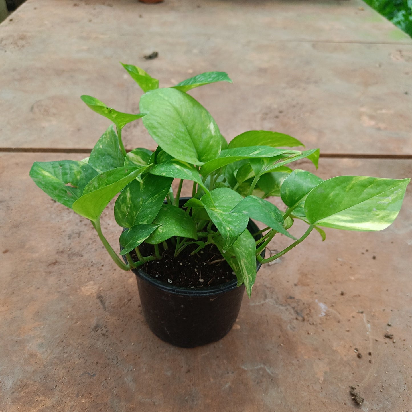 Green Money Plant