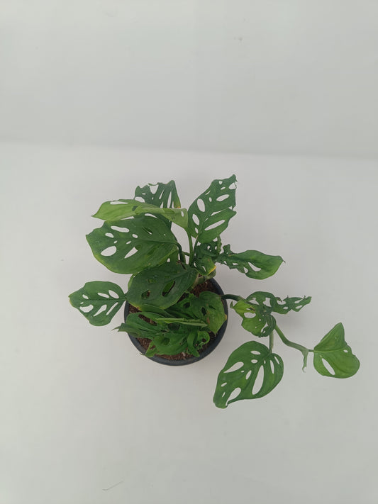 Monstera Adansonii in Black Nursery Pot