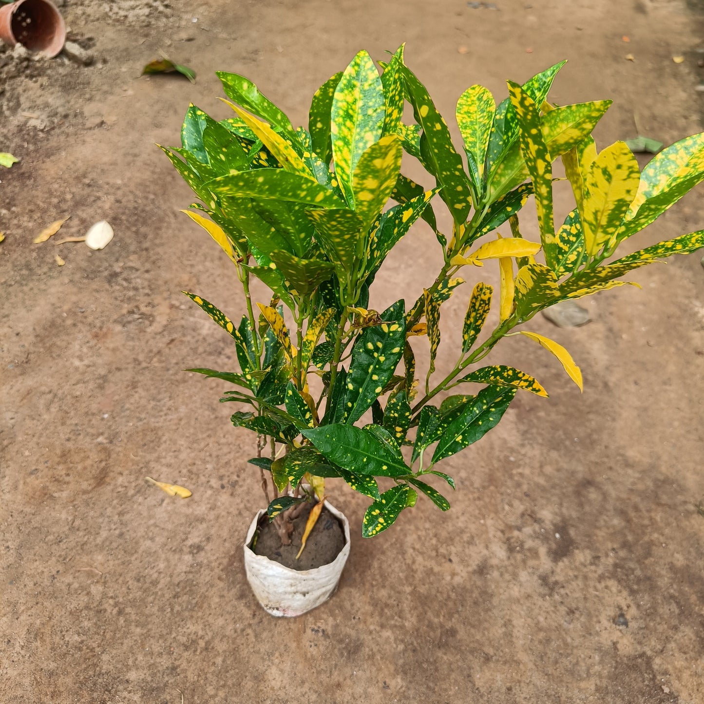 Croton baby