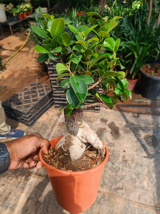 Retusa bonsai 750gm