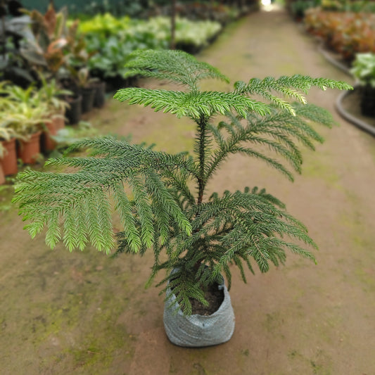 Araucaria in polybeg