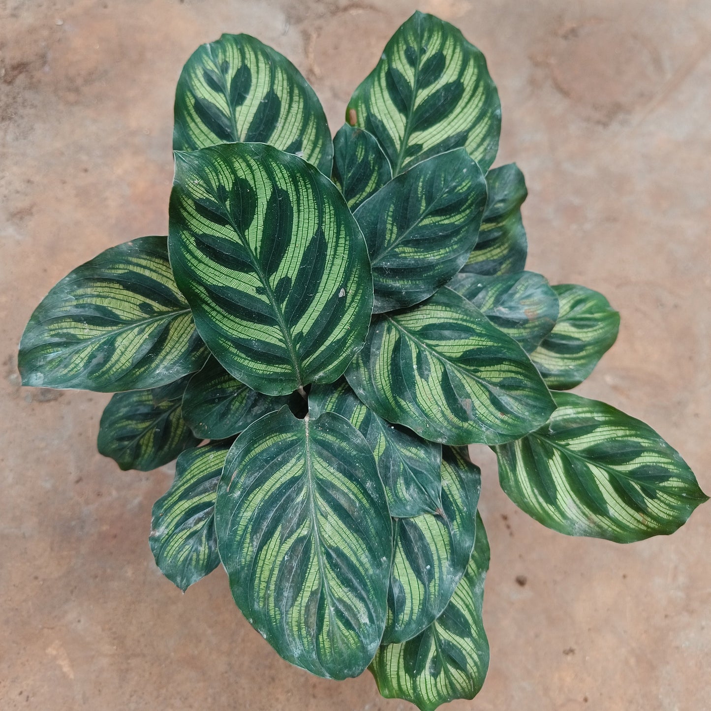 Calathea Makoyana
