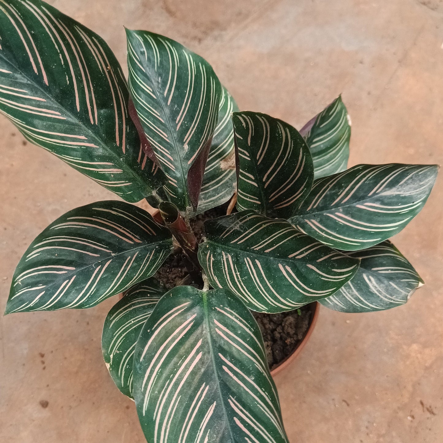 Calathea Pinstick