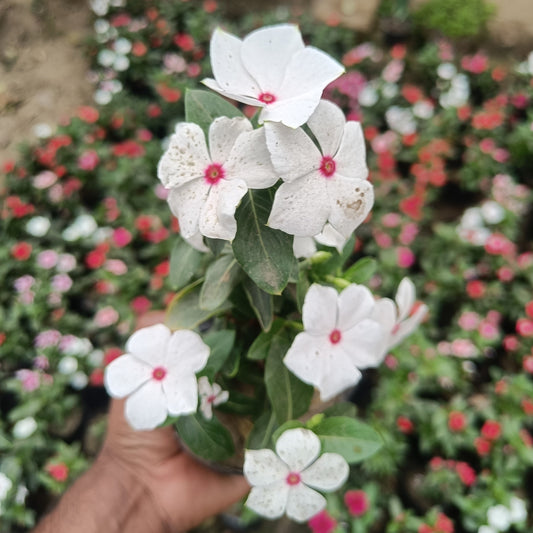 Vinca - set of 3 (Only for Delhi NCR)