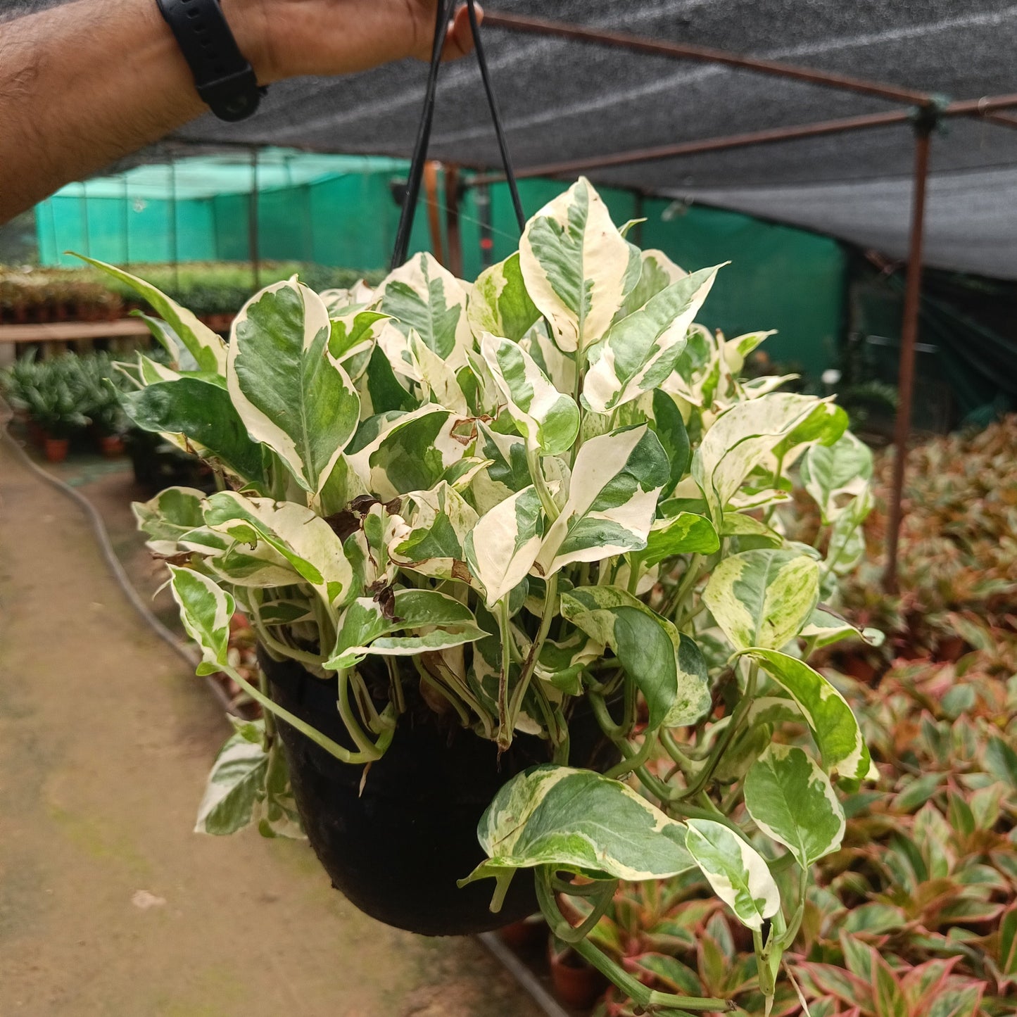Money plant variegated + Hanging Basket