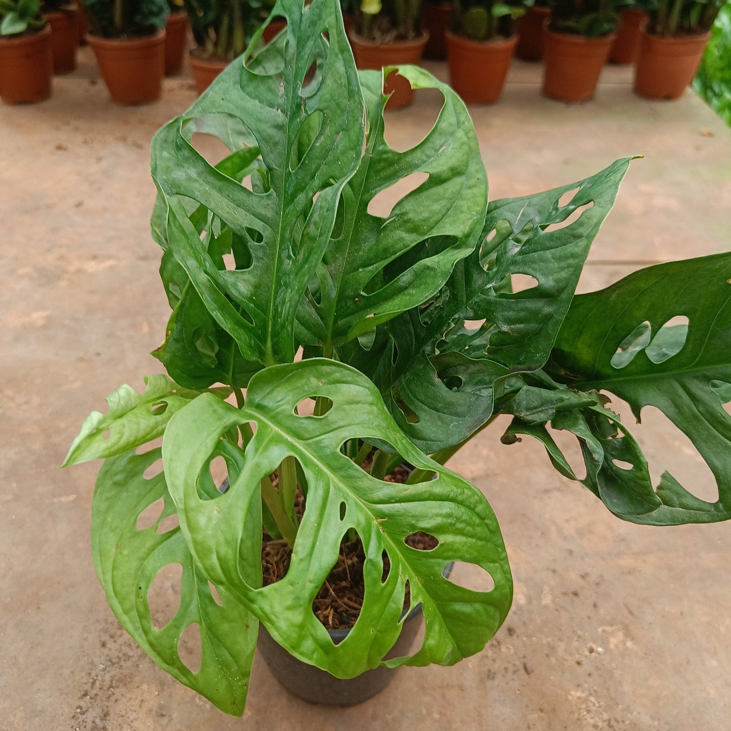 Monstera Adansonii