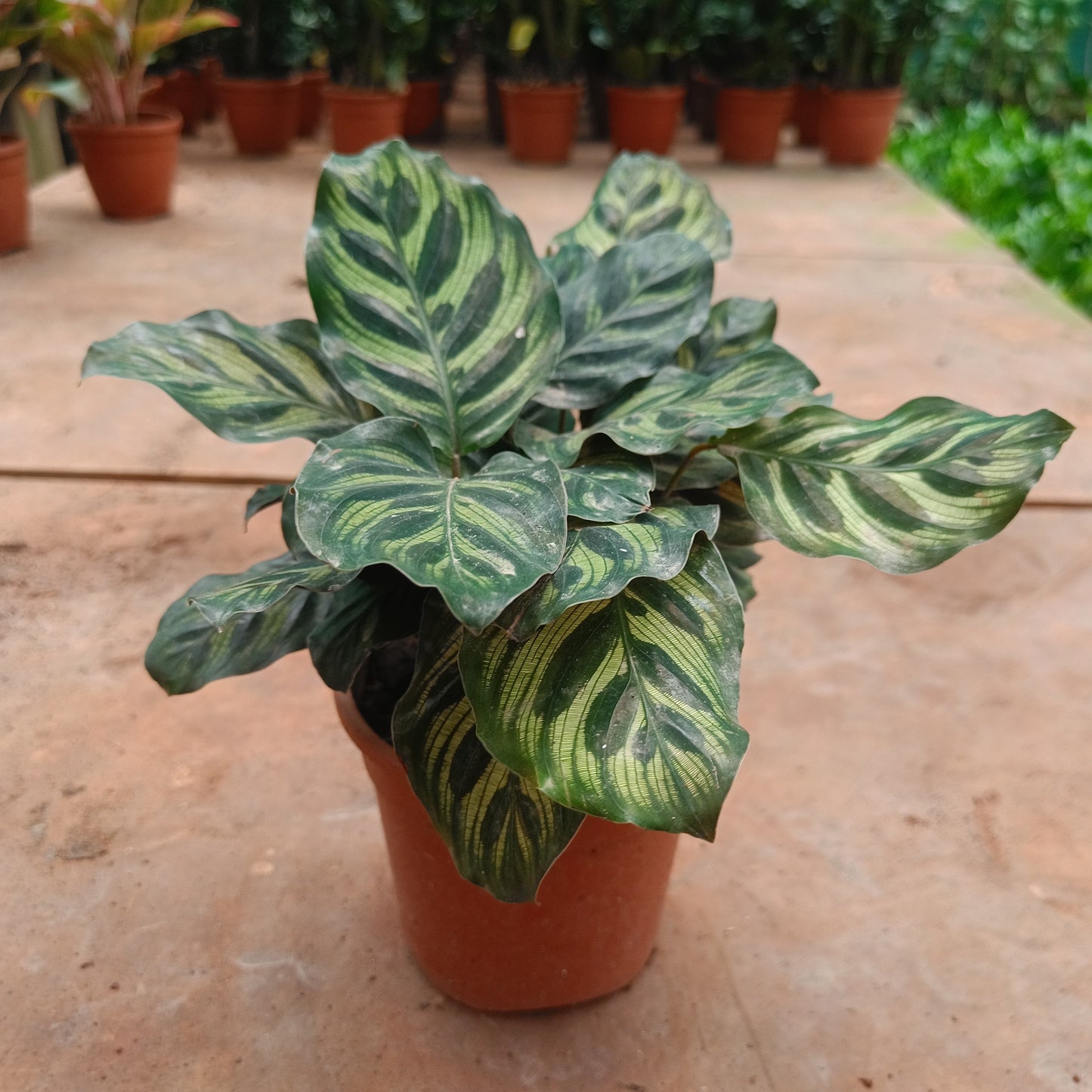 Calathea Makoyana