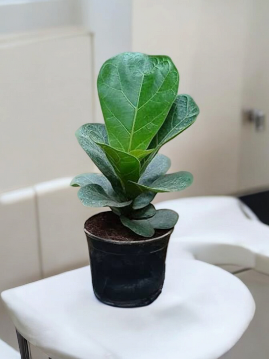 Ficus Lyrata Plant