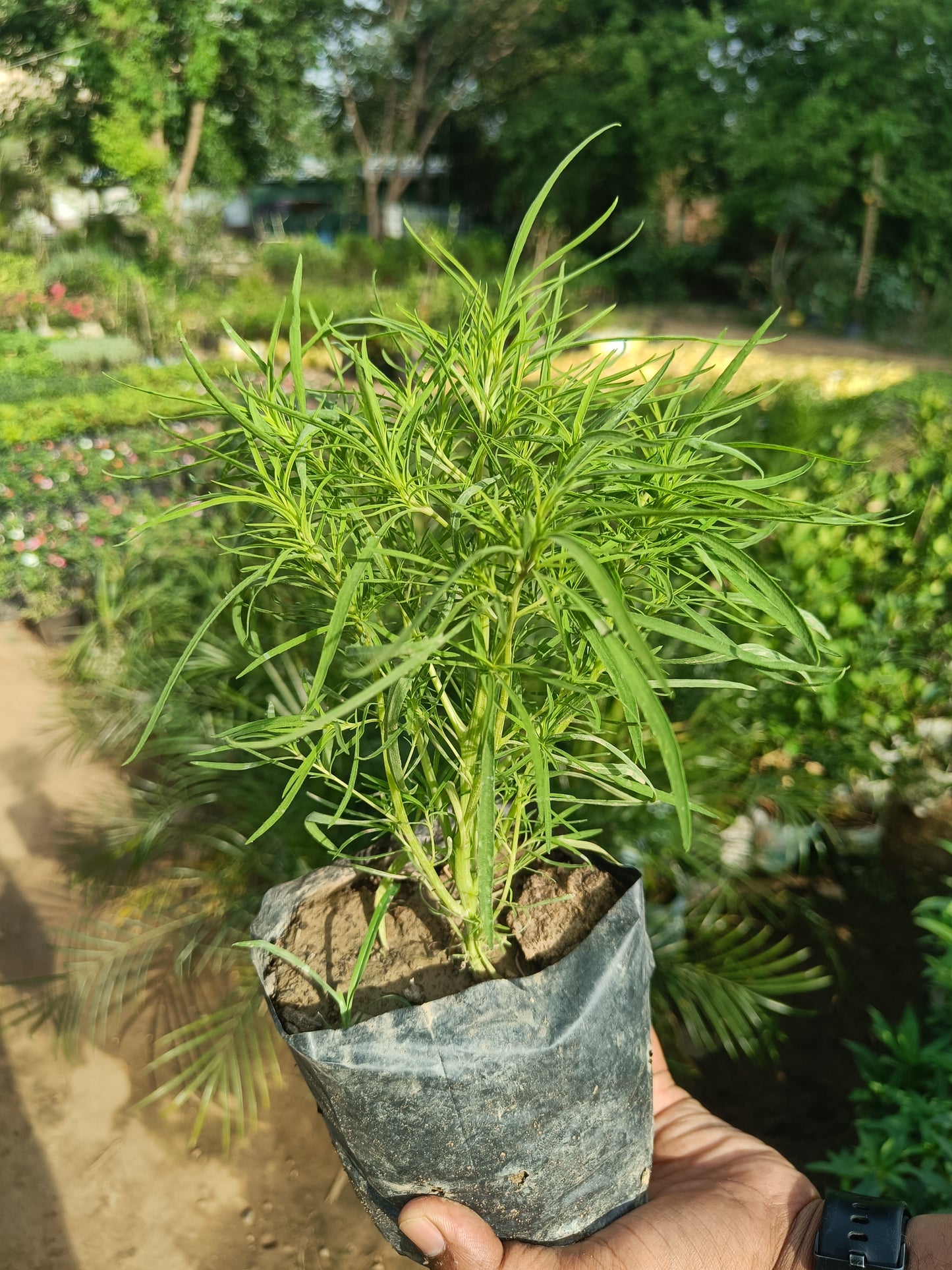 Kochia set of 2 (Only for Delhi NCR)