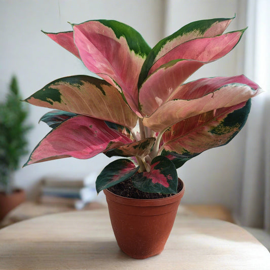 Aglaonema Diamond Beauty