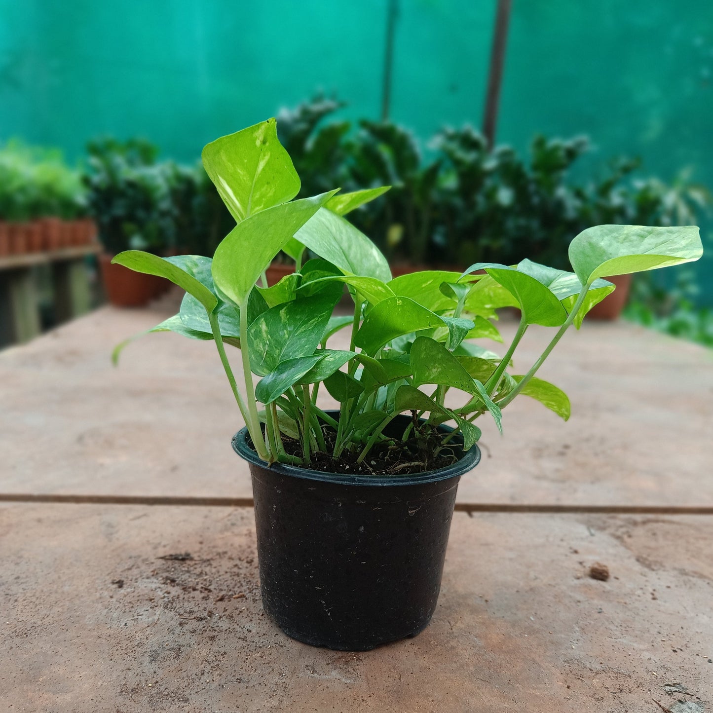 Green Money Plant
