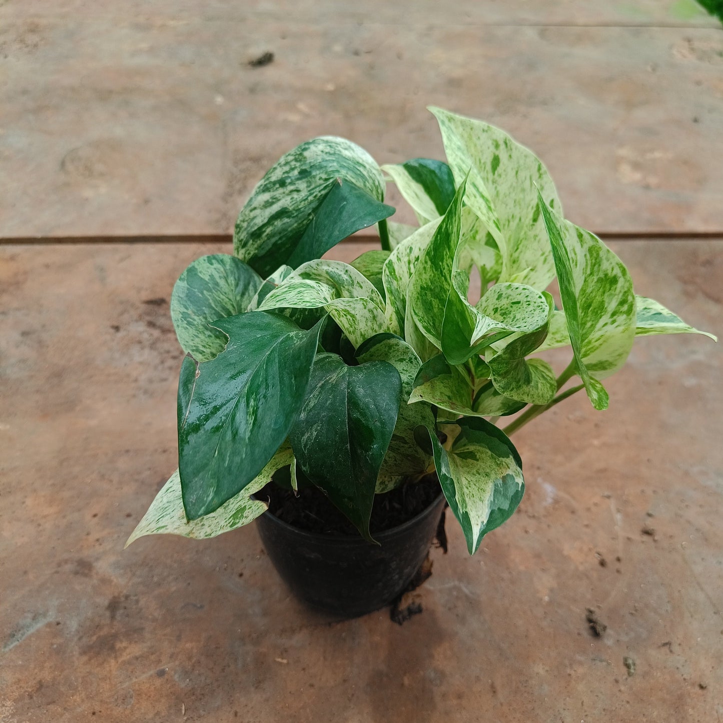 Marvel Money Plant