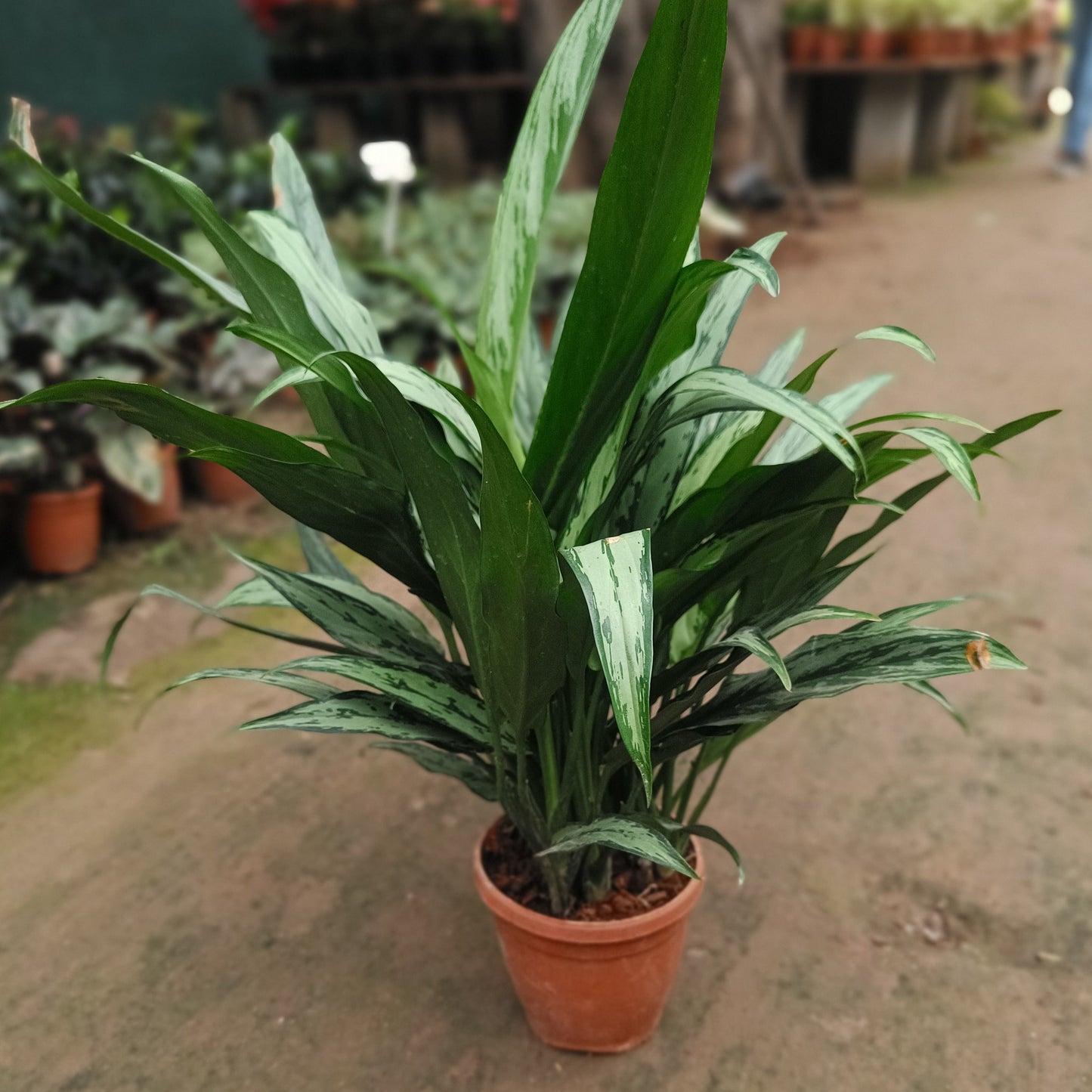 Aglaonema Chinese Evergreen thin