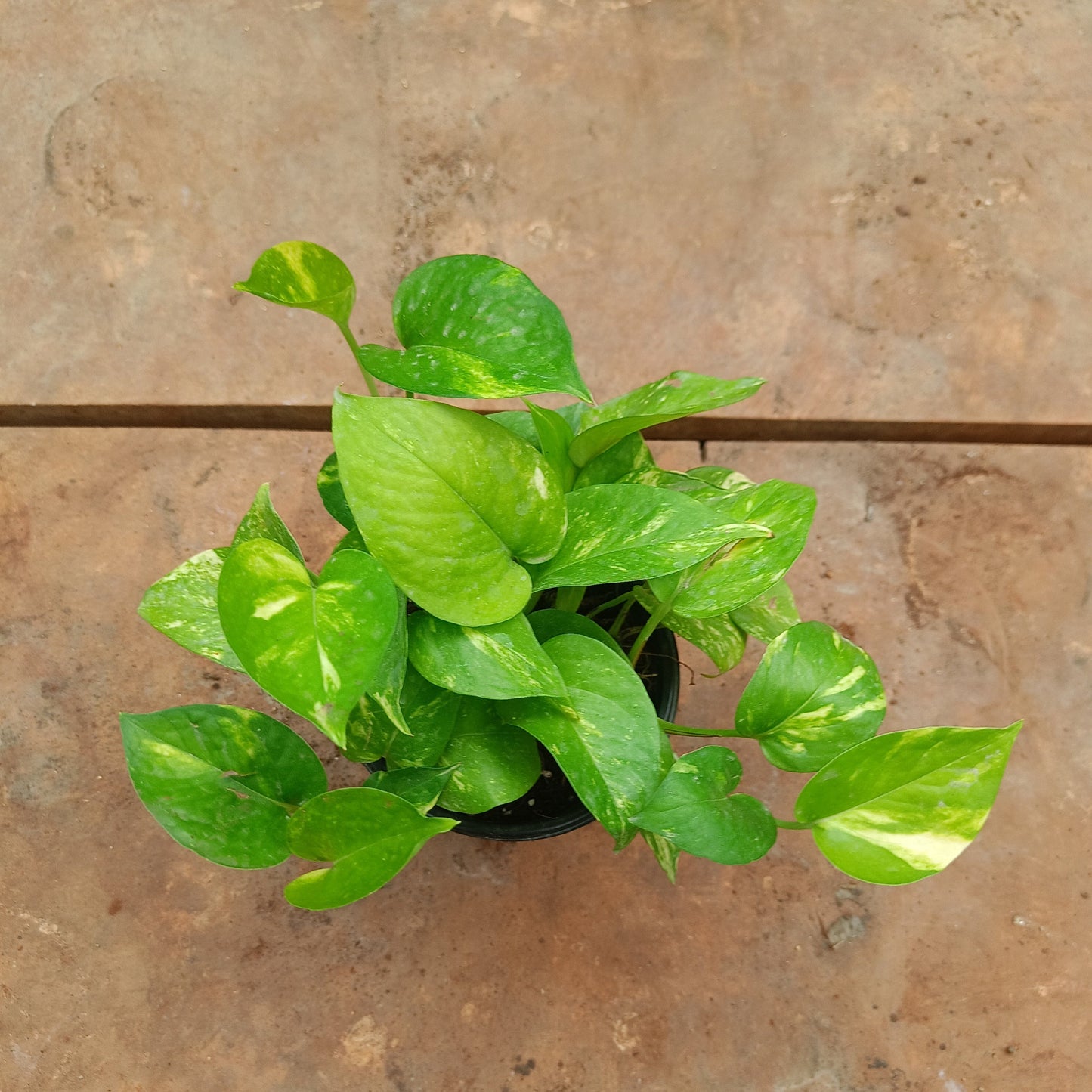 Green Money Plant