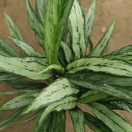 Aglaonema Chinese Evergreen thin