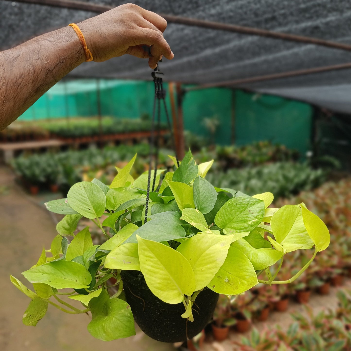 Money plant golden + Hanging Basket