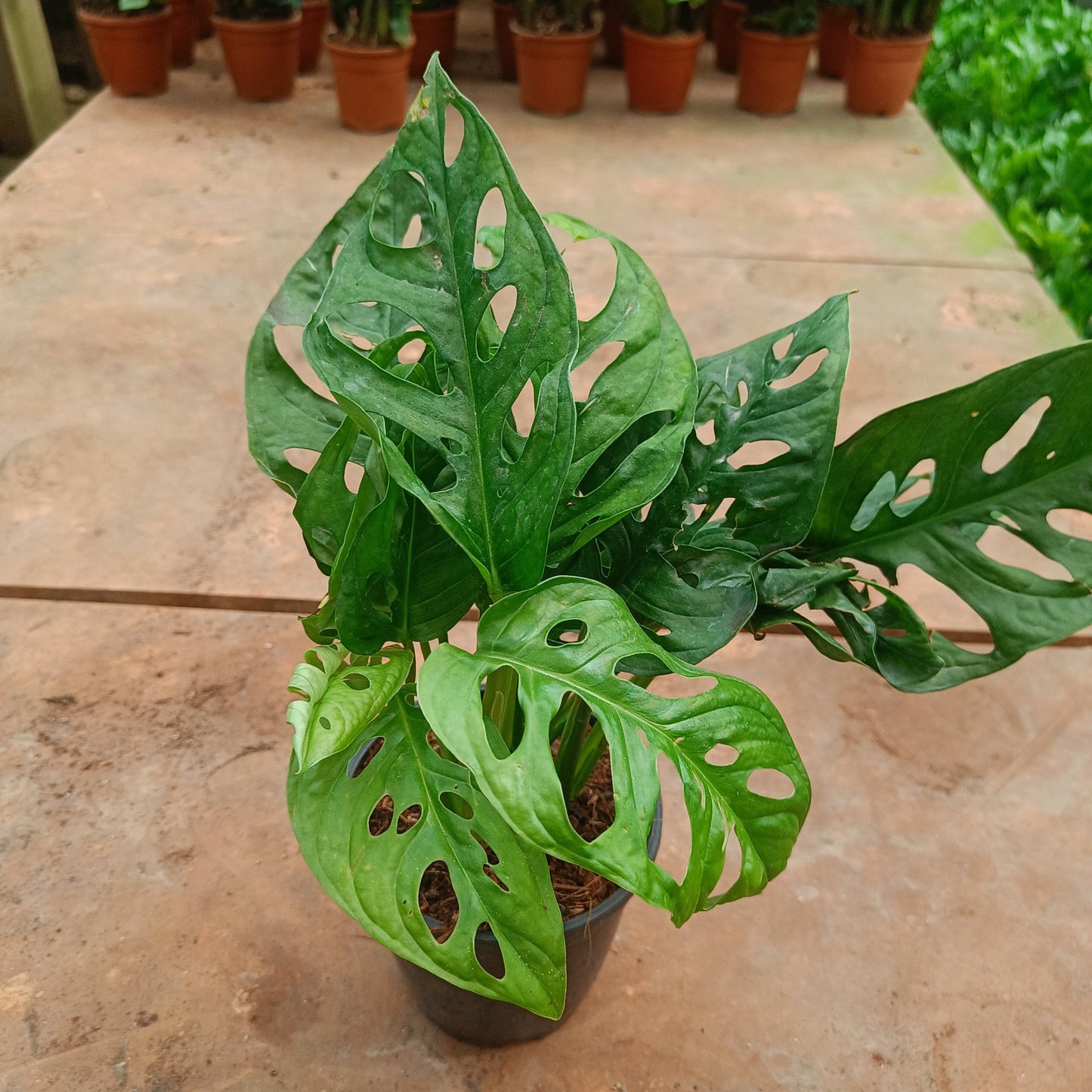 Monstera Adansonii