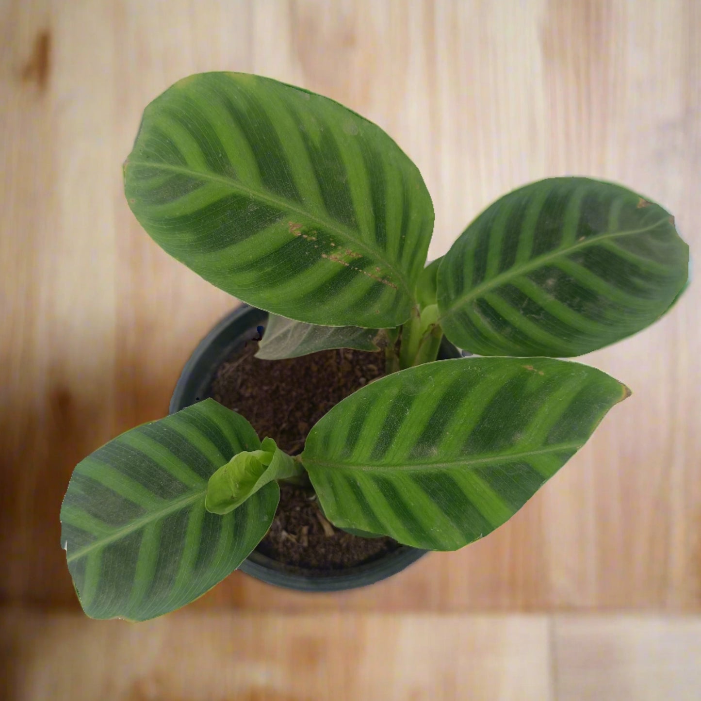 Calathea zebrina