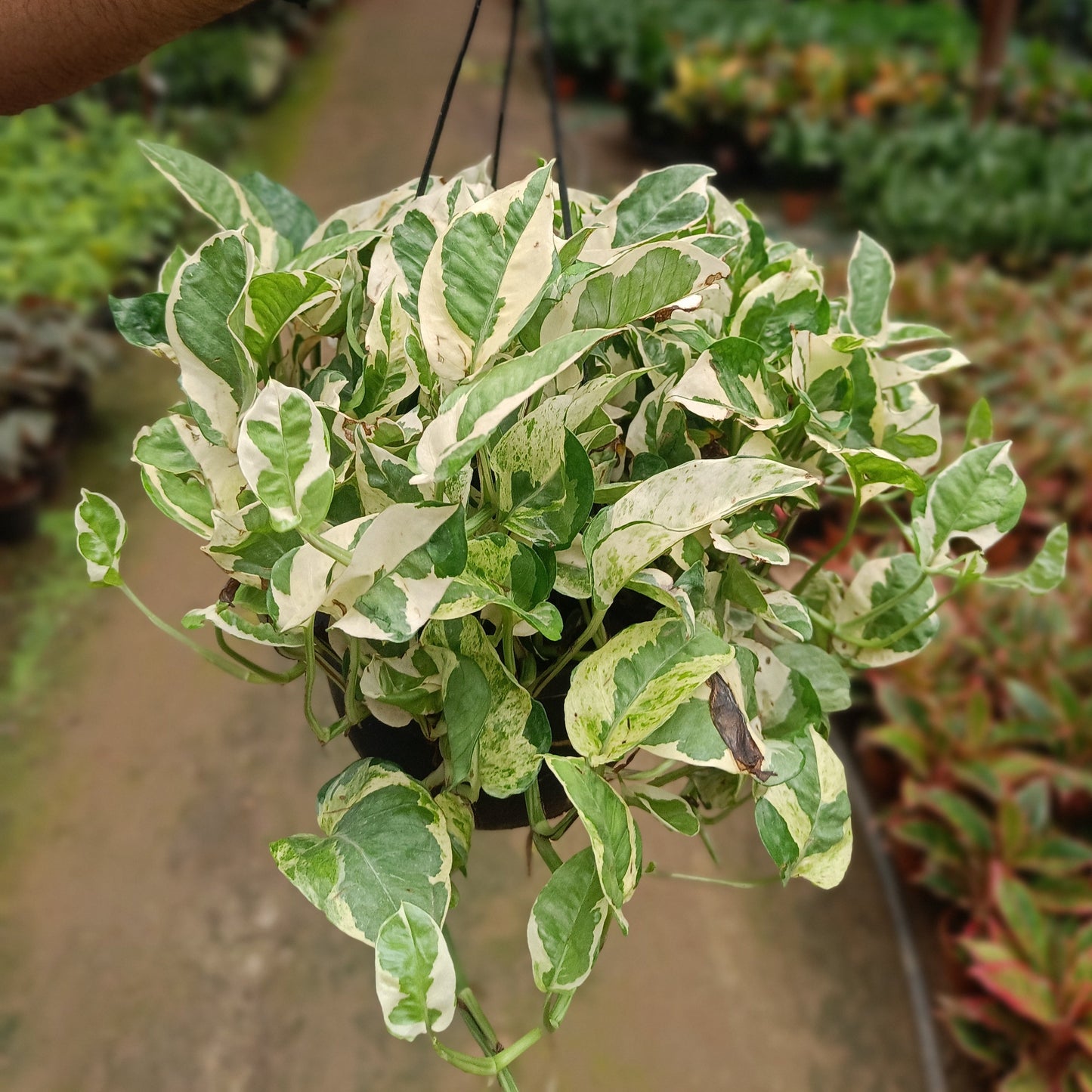 Money plant variegated + Hanging Basket