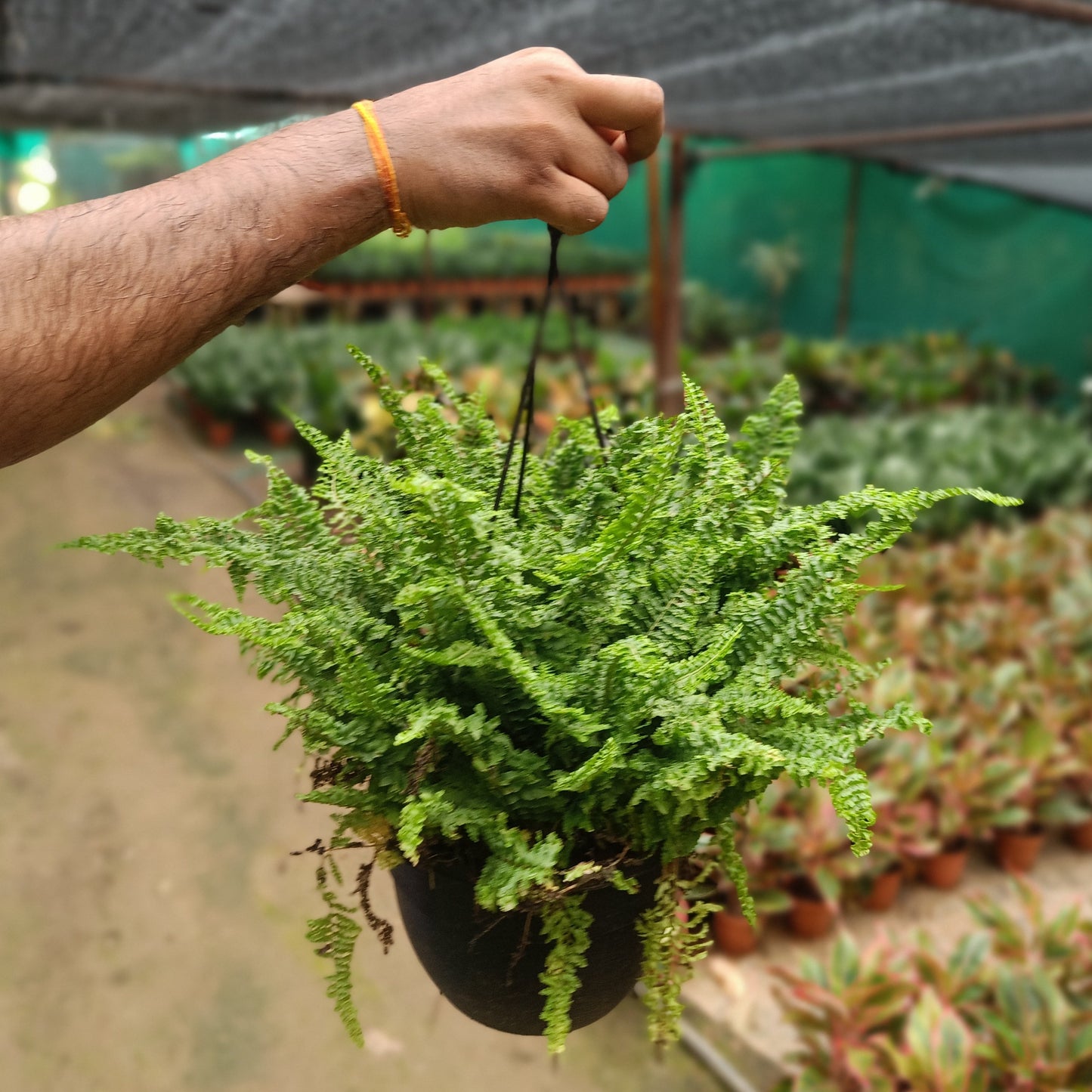 Boston fern + Hanging Basket