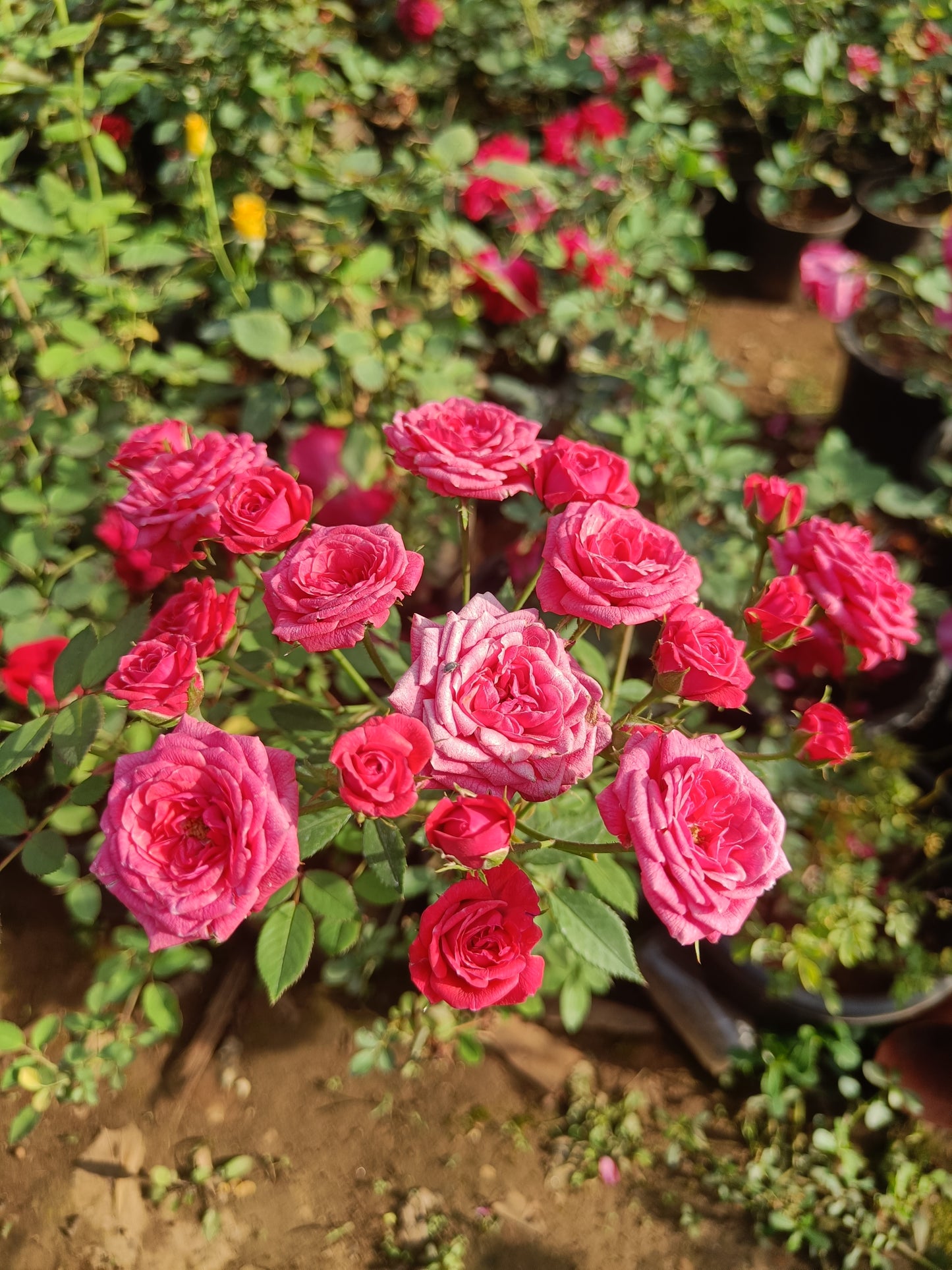 Kashmiri Rose (Only for Delhi NCR)