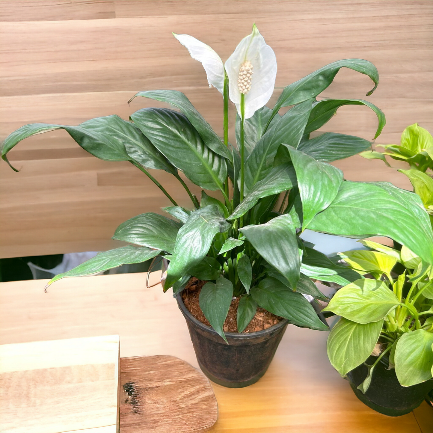 Peace Lily