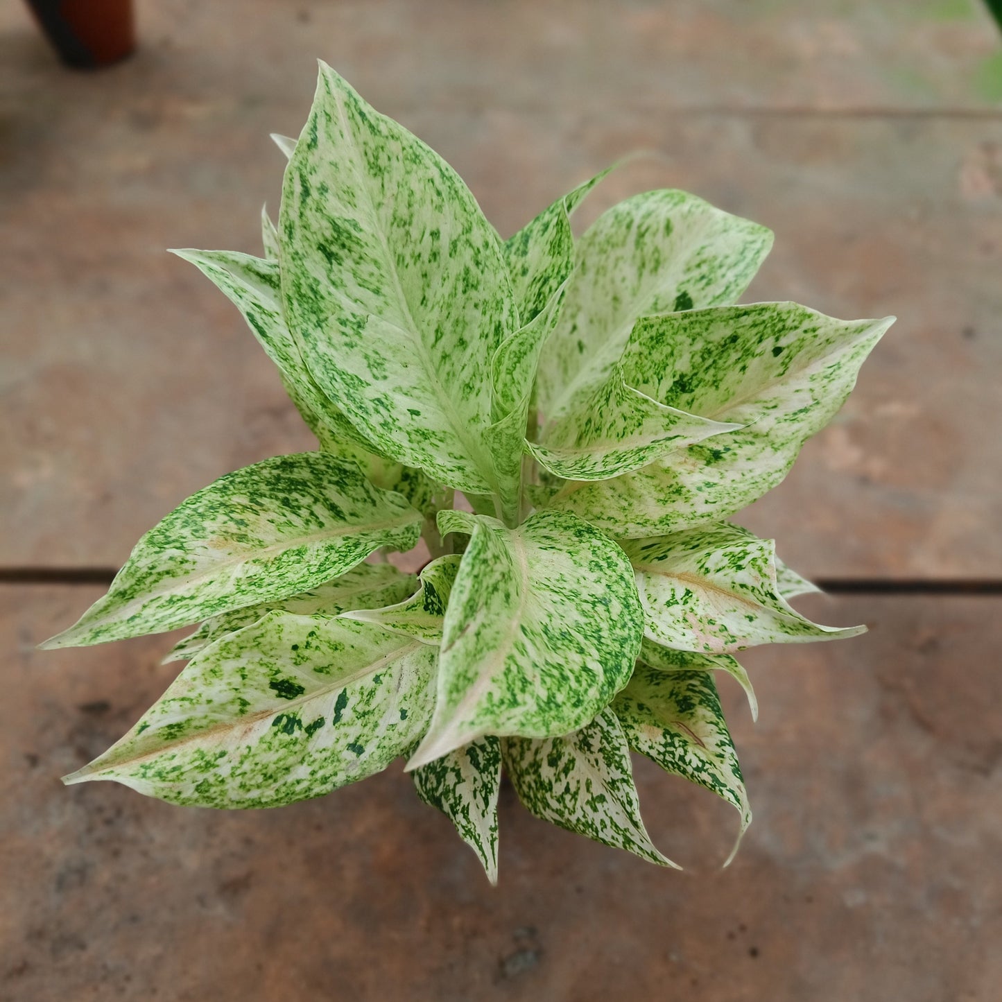Aglaonema Beauty