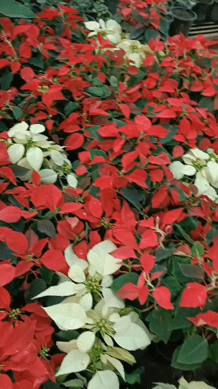 Poinsettia