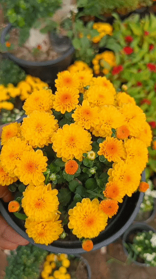 Guldawari/Chrysanthemum (set of 3)