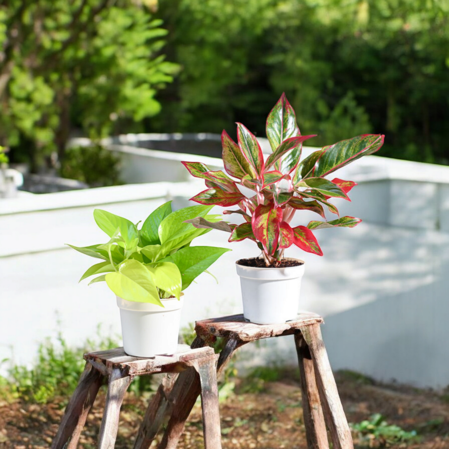 Fresh Plant Bundle- Perfect Indoor Plants for Home & Office