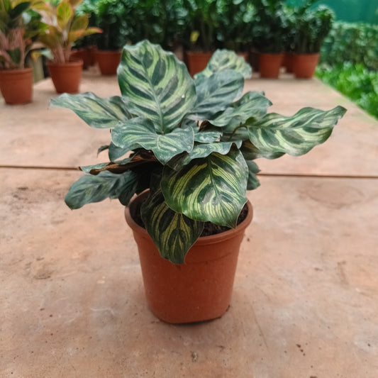 Calathea Makoyana