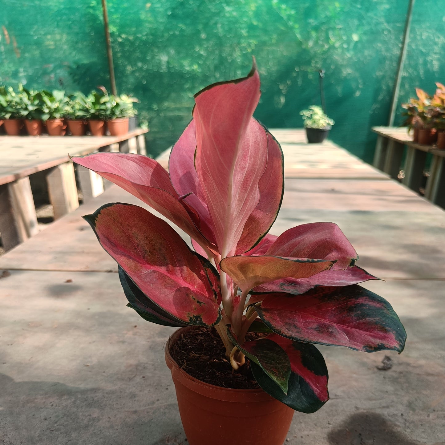 Aglaonema Diamond Beauty