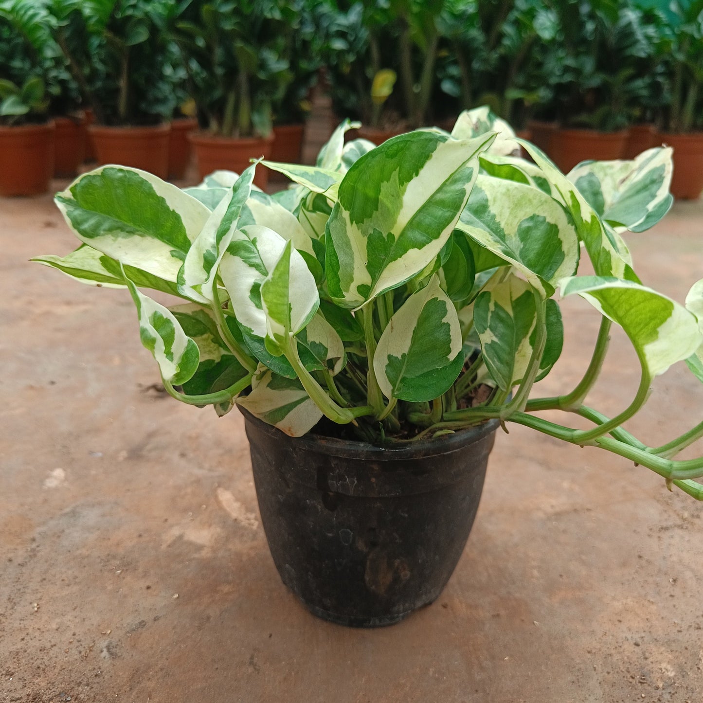 MoneyPlant- Variegated