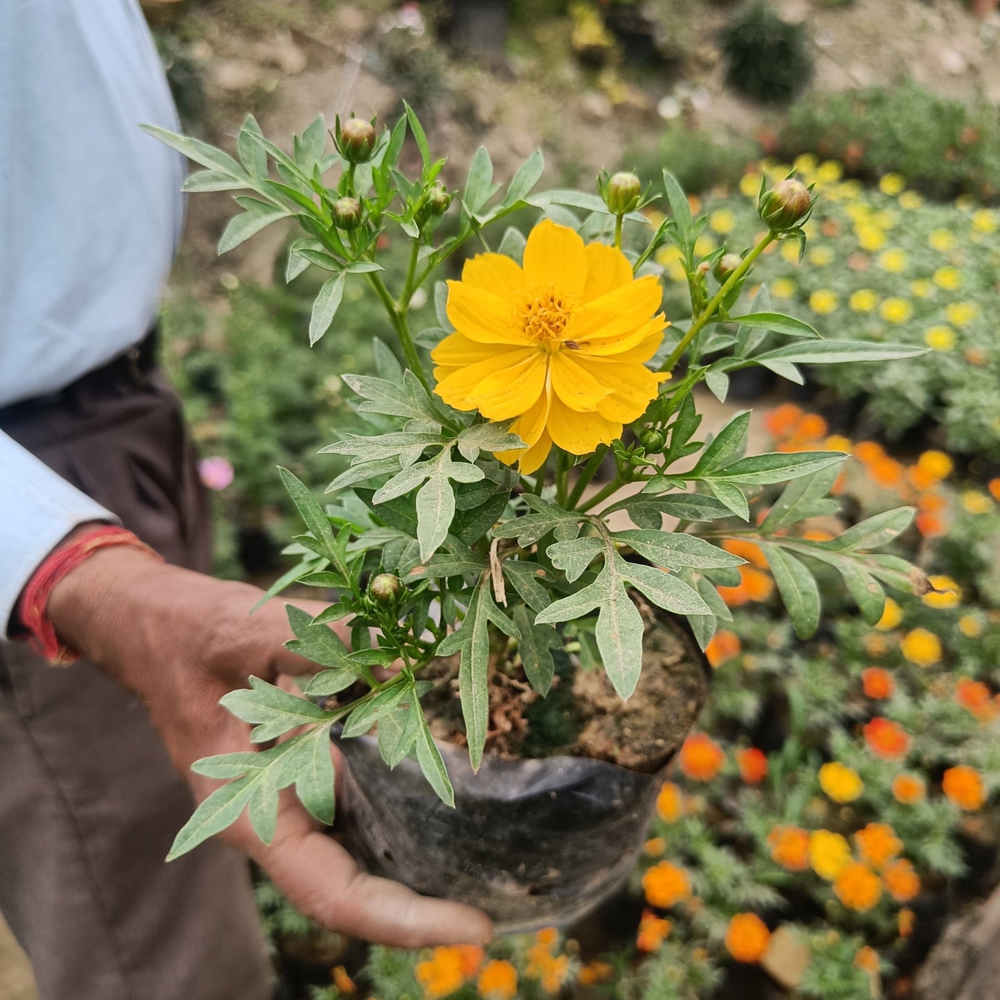 Cosmos- Set of 2 (Only for Delhi NCR)