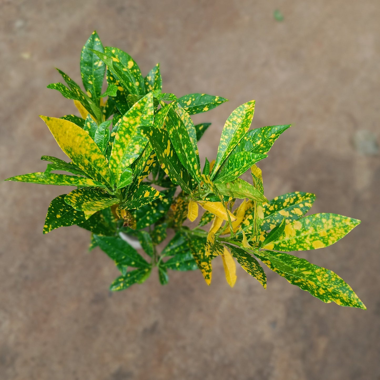 Croton baby